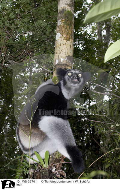 Indri / indri / WS-02701