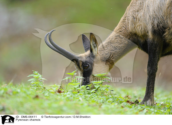 Pyrenen-Gmse / Pyrenean chamois / DMS-06411