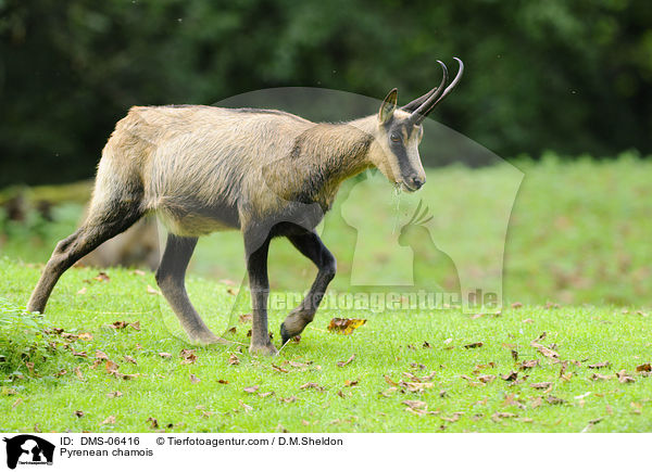 Pyrenean chamois / DMS-06416