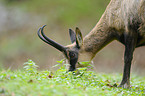 Pyrenean chamois