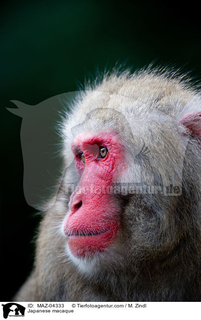 Japanmakak / Japanese macaque / MAZ-04333