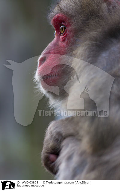 Japanmakak / Japanese macaque / AVD-03803