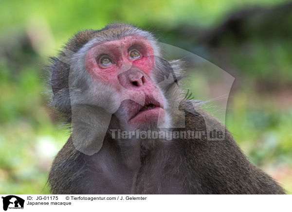 Japanmakake / Japanese macaque / JG-01175