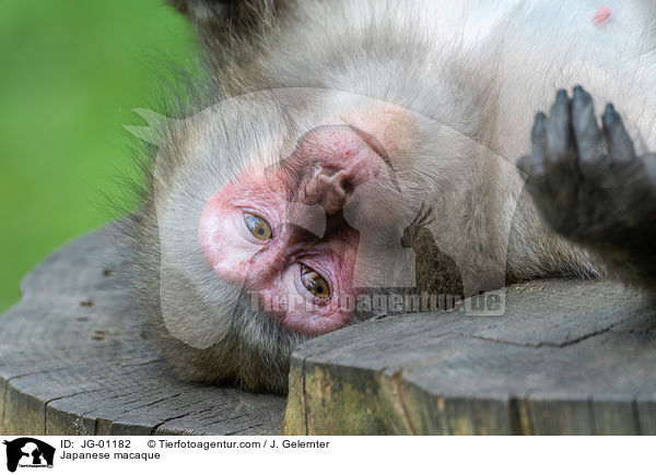 Japanmakake / Japanese macaque / JG-01182