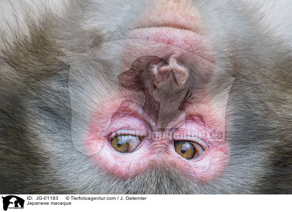 Japanmakake / Japanese macaque / JG-01183