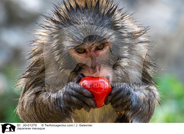 Japanmakake / Japanese macaque / JG-01279