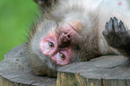 Japanese macaque