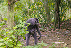 silvery gibbons