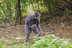 silvery gibbons
