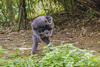 silvery gibbons