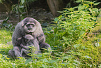 silvery gibbons