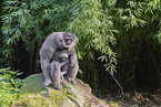 silvery gibbons