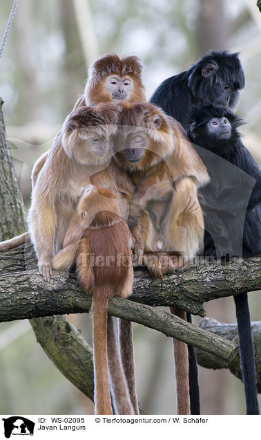 Mehrere javanische Languren und ein Junges auf einem Baum. / Javan Langurs / WS-02095