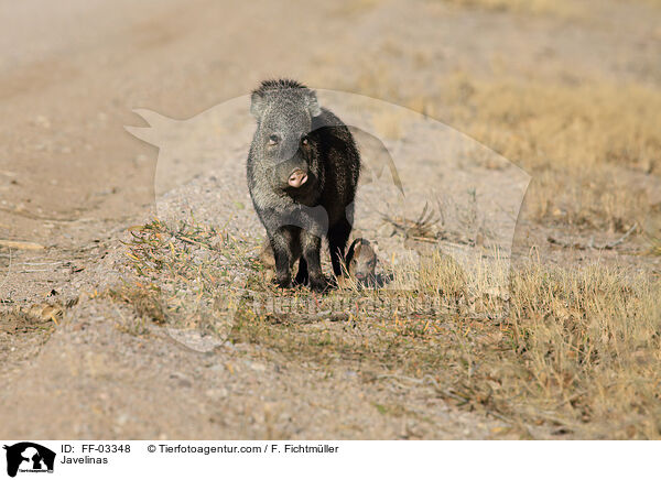 Halsbandpekaris / Javelinas / FF-03348