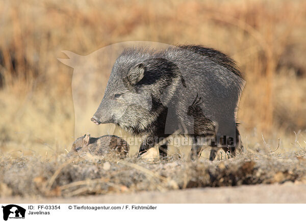 Javelinas / FF-03354