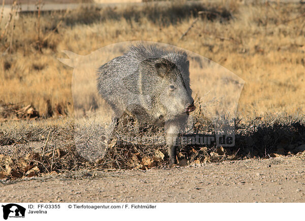 Halsbandpekari / Javelina / FF-03355