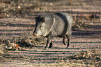 Javelina