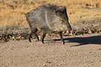 Javelina