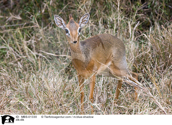 Kirk-Dikdik / dik-dik / MBS-01330