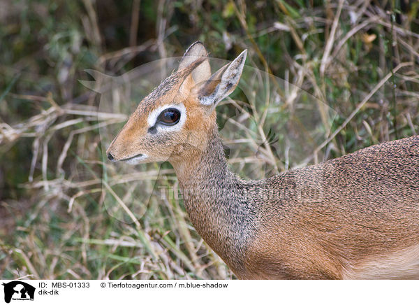 Kirk-Dikdik / dik-dik / MBS-01333