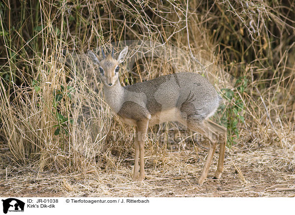 Kirk-Dikdik / Kirk's Dik-dik / JR-01038