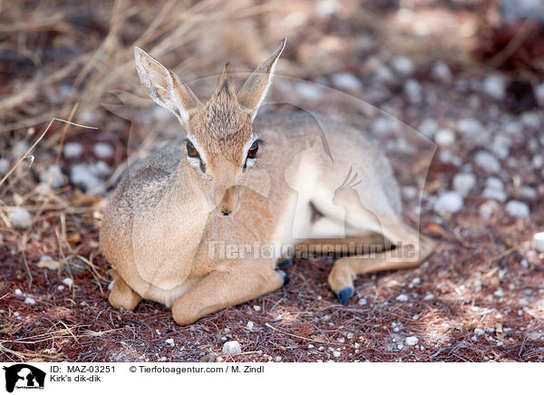 Kirk-Dikdik / Kirk's dik-dik / MAZ-03251