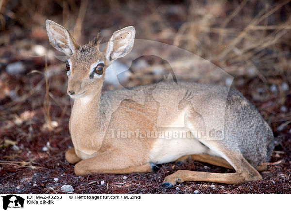 Kirk-Dikdik / Kirk's dik-dik / MAZ-03253