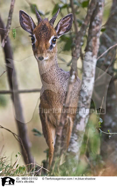 Kirk-Dikdik / Kirk's dik-diks / MBS-03152