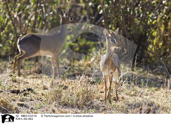 Kirk-Dikdiks / Kirk's dik-diks / MBS-03219