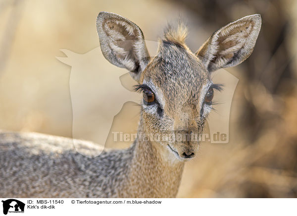 Kirk-Dikdik / Kirk's dik-dik / MBS-11540