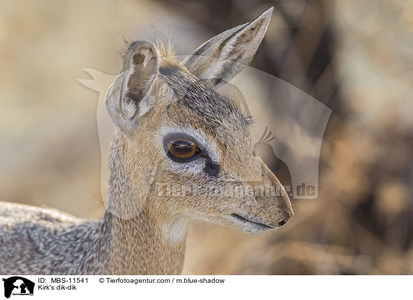 Kirk-Dikdik / Kirk's dik-dik / MBS-11541