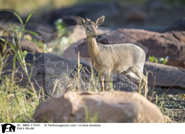 Kirk-Dikdik / Kirk's dik-dik / MBS-11543