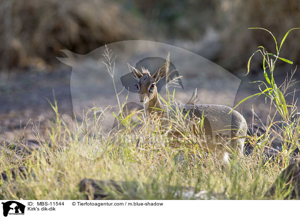 Kirk-Dikdik / Kirk's dik-dik / MBS-11544