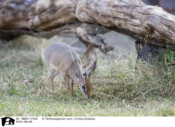 Kirk-Dikdik / Kirk's dik-dik / MBS-11548