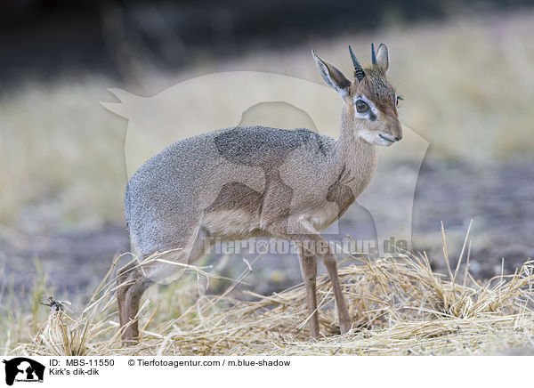 Kirk-Dikdik / Kirk's dik-dik / MBS-11550
