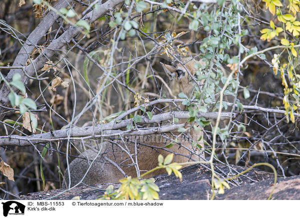 Kirk-Dikdik / Kirk's dik-dik / MBS-11553