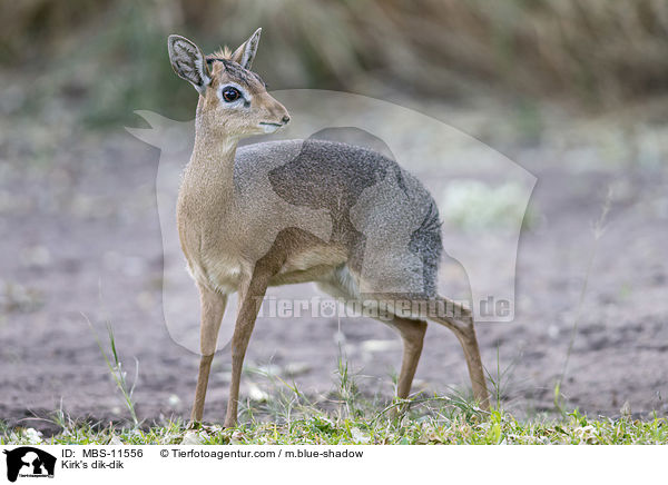 Kirk-Dikdik / Kirk's dik-dik / MBS-11556