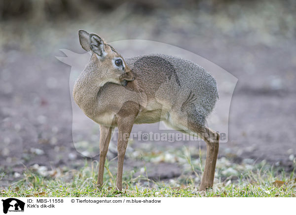 Kirk-Dikdik / Kirk's dik-dik / MBS-11558