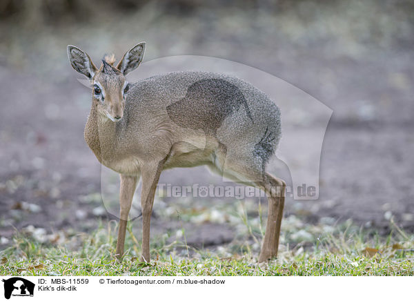 Kirk-Dikdik / Kirk's dik-dik / MBS-11559