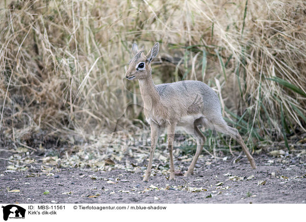 Kirk-Dikdik / Kirk's dik-dik / MBS-11561