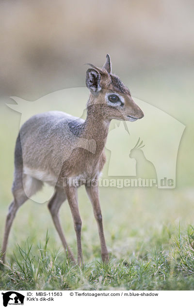 Kirk-Dikdik / Kirk's dik-dik / MBS-11563