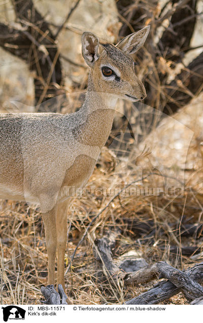 Kirk-Dikdik / Kirk's dik-dik / MBS-11571
