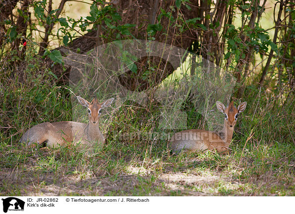 Kirk-Dikdik / Kirk's dik-dik / JR-02862