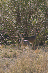 Kirk's dik-dik