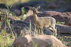 Kirk's dik-dik
