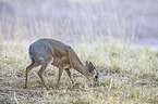Kirk's dik-dik
