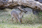 Kirk's dik-dik