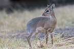 Kirk's dik-dik