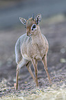 Kirk's dik-dik