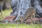 Kirk's dik-dik